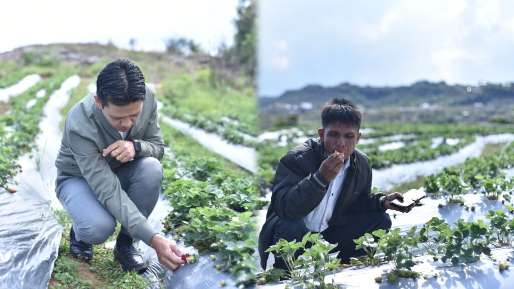 Strawberry Festival Celebrates Local Farmers and Produce