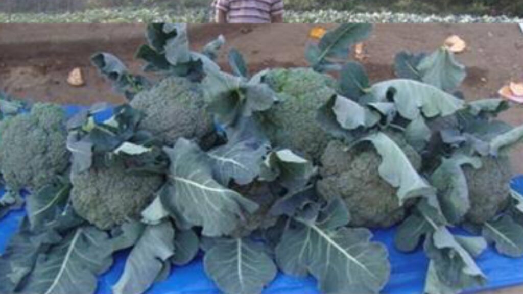 Pynshlur ka Kong Magrisha Kharkongor ïa ki nongrep ha Meghalaya ban rep ïa u Broccoli