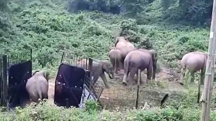 Pynshai ka tnat Forest ïa ki BSF kumno ban ïada na ka jingïaid lynti ki Hati Khlaw
