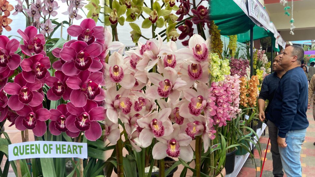Cymbidium Orchid “Queen of Heart” Sold for ₹40,000 at Indian Orchid Festival