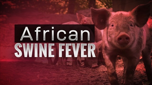 African Swine Fever Outbreak Confirmed in Meghalaya; Restrictions Imposed in Multiple Districts