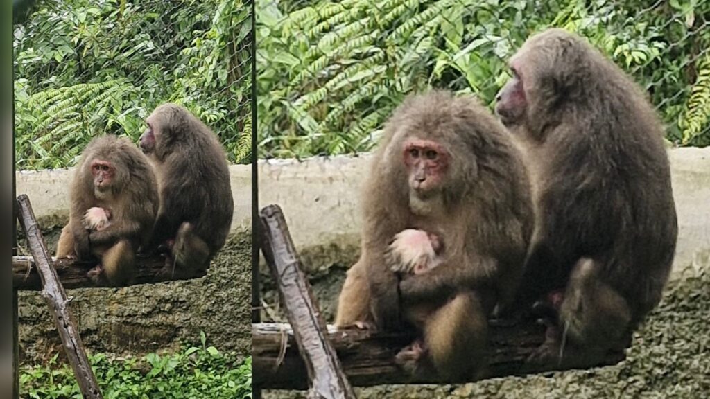 Meghalaya State Zoo Achieves First-Ever Breeding Success of Vulnerable Stump-tailed Macaque