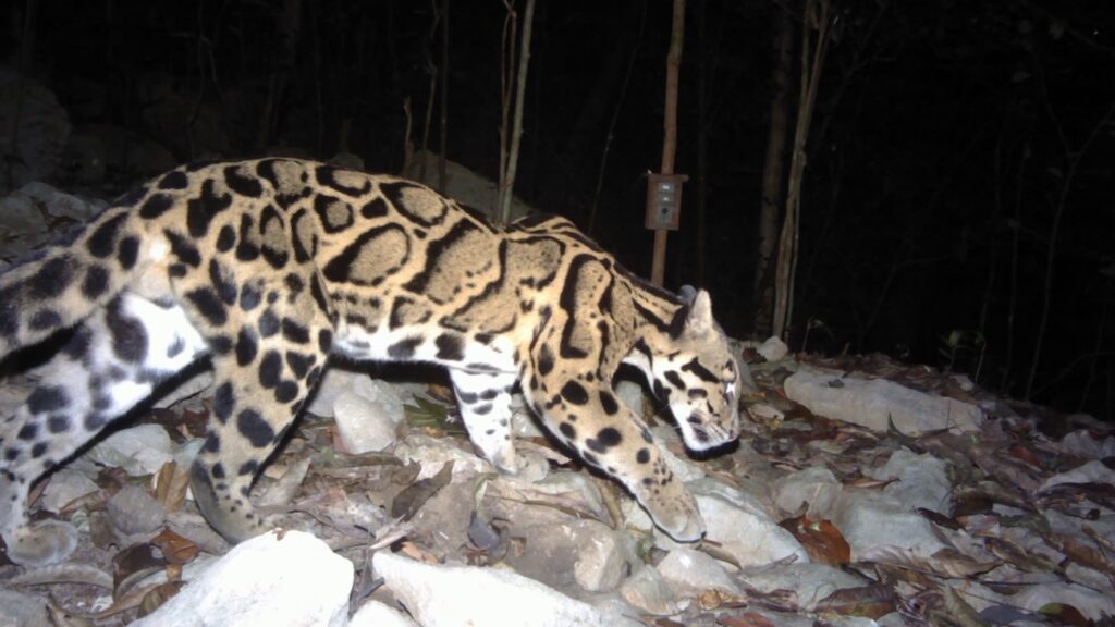 Meghalaya Launches Mission Clouded Leopard to Protect State Animal