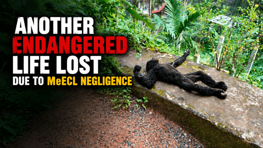 Hoolock Gibbon Dies of Electrocution Near Tura Peak; Calls Grow for Insulated Power Cables